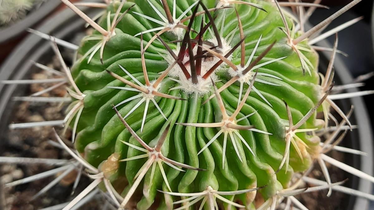 Stenocactus