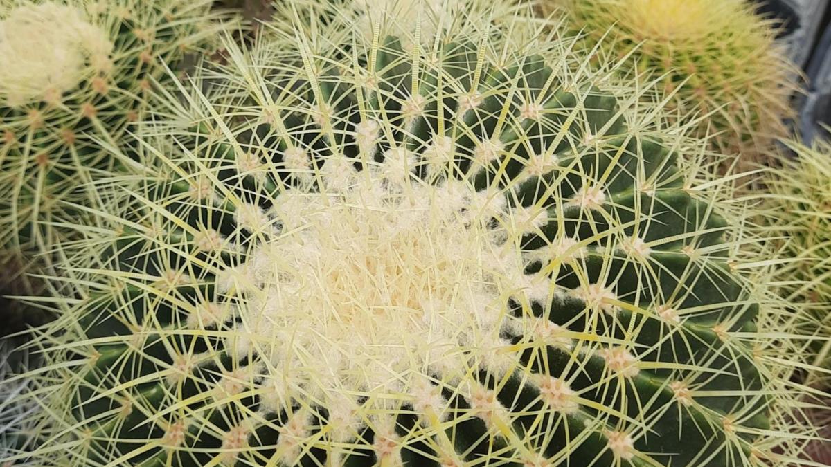 Echinocactus