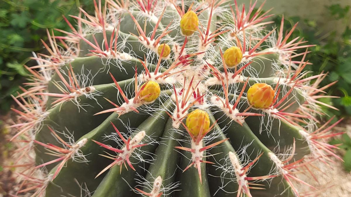 Ferocactus