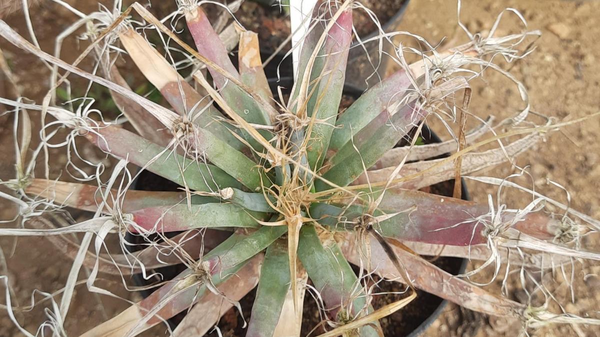 Leuchtenbergia