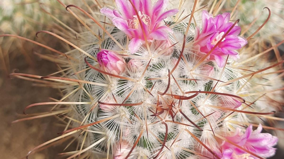 Mammillaria