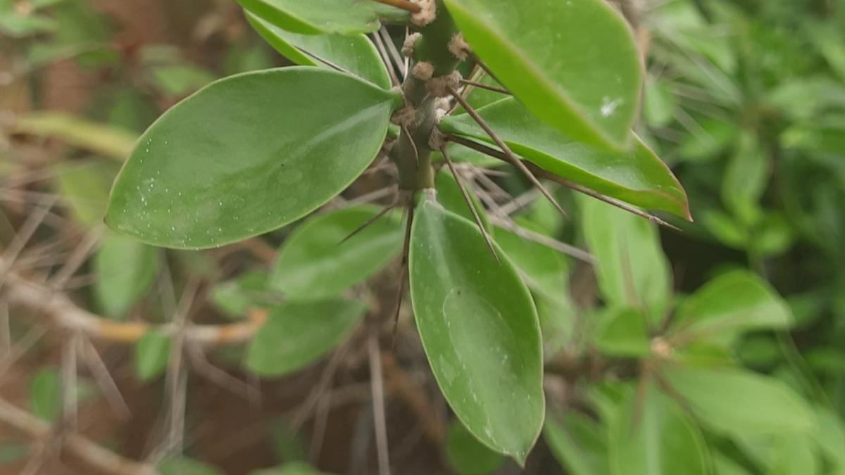 Pereskia