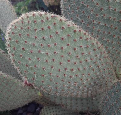 Opuntia scheerii