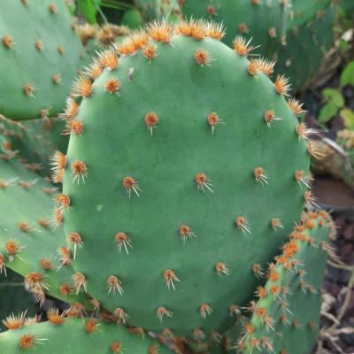 Opuntia aciculata