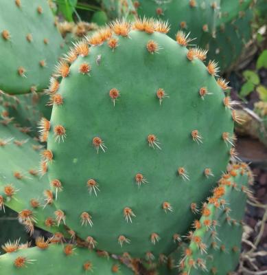 Opuntia aciculata
