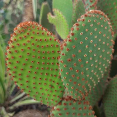 Opuntia microdasys rubra