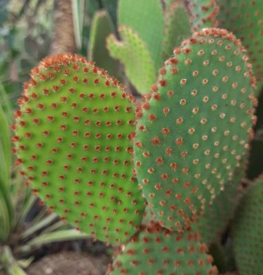 Opuntia microdasys rubra