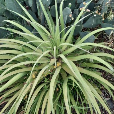 Agave bracteosa