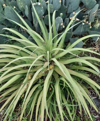 Agave bracteosa