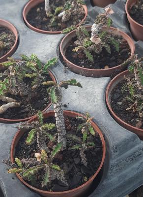 Euphorbia decaryi spiroticha