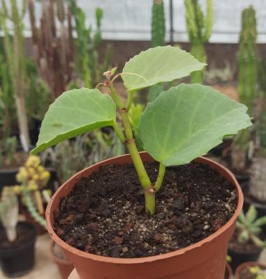Cissus rotundifolia