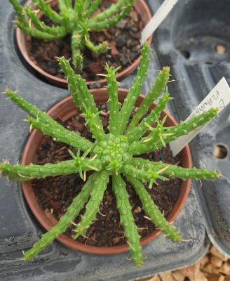 Euphorbia flanaganii
