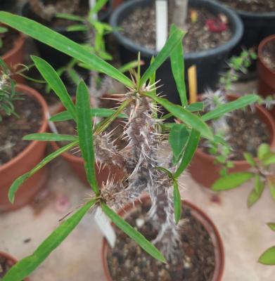 Euphorbia annamariae