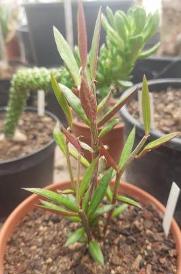 Monadenium rubellum