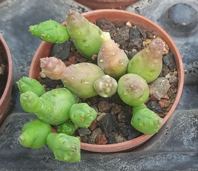 Piaranthus framesii