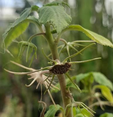 Dorstenia radiata