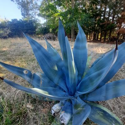Agave neglecta