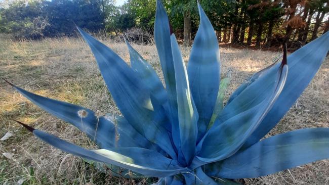 Agaves : Culture, Entretien & Variétés – Exoplantes