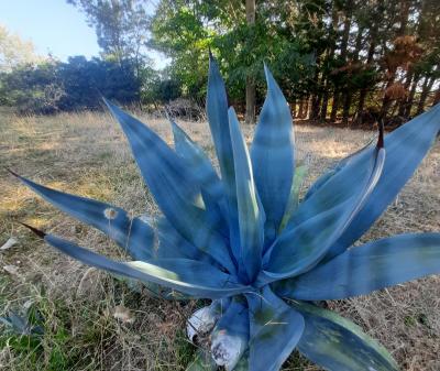 Agave neglecta
