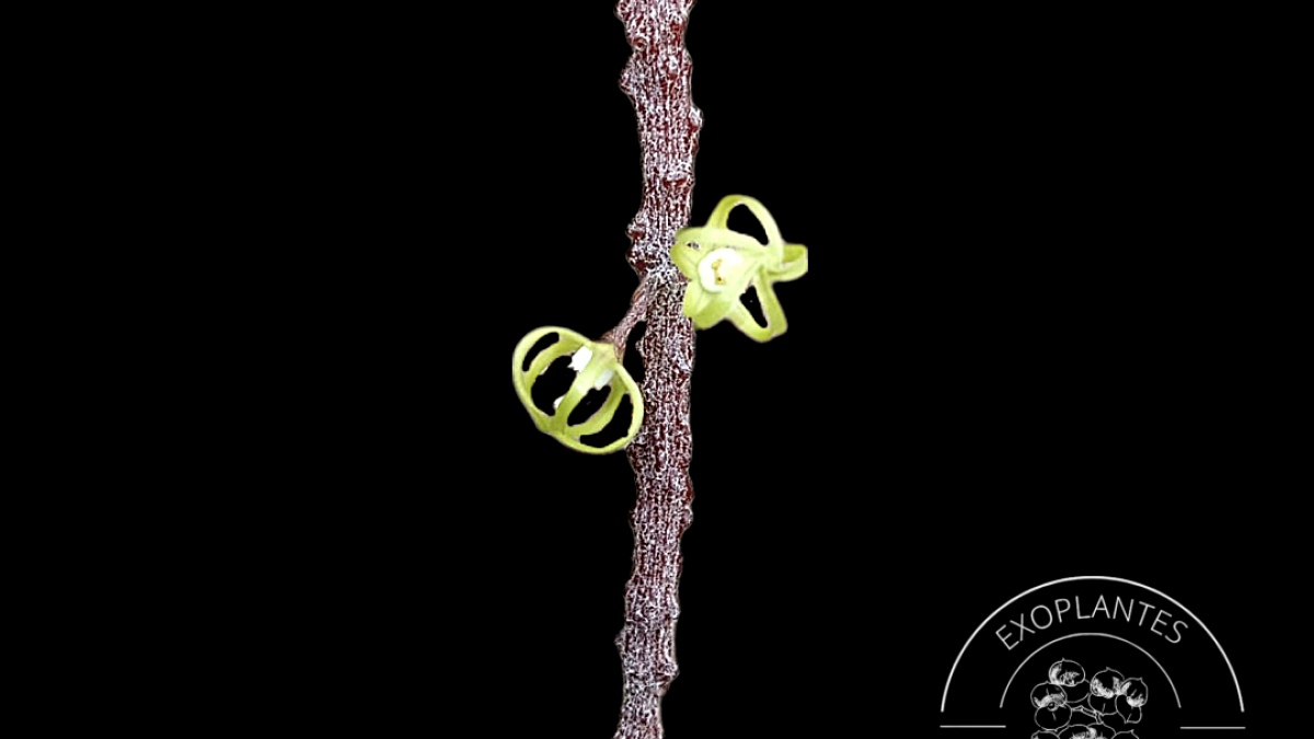 Cynanchum