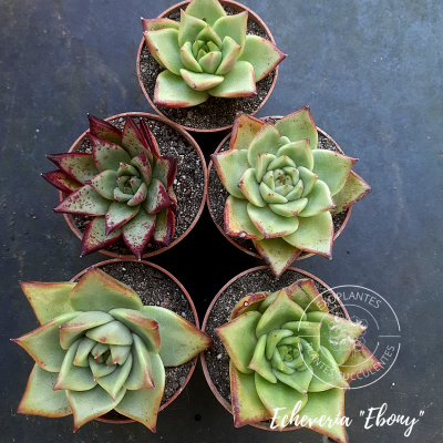 Echeveria 