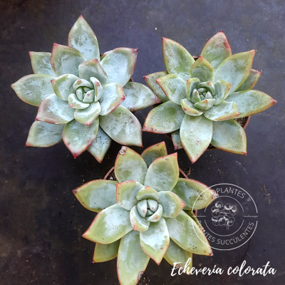 Echeveria colorata