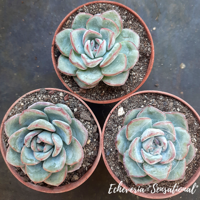 Echeveria 