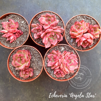 Echeveria 