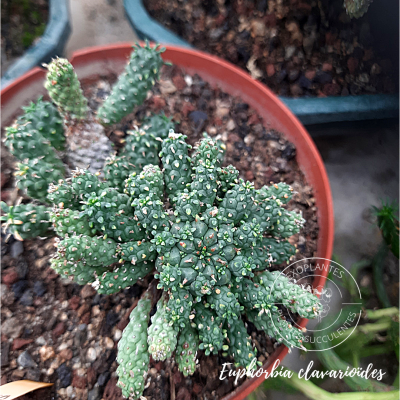 Euphorbia clavarioïdes