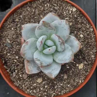 Echeveria laui