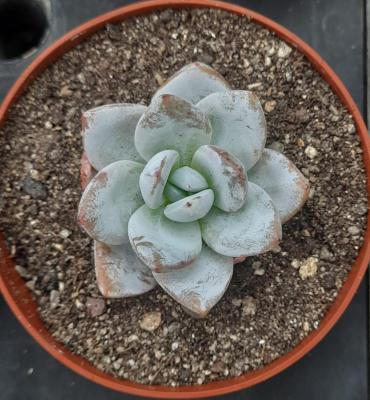 Echeveria laui