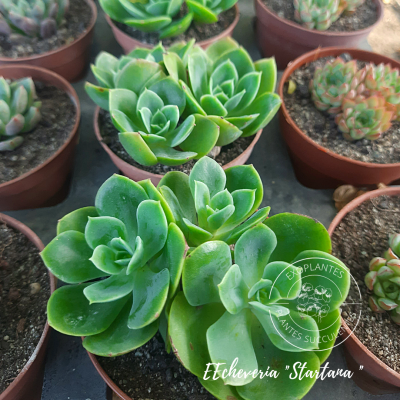 Echeveria 