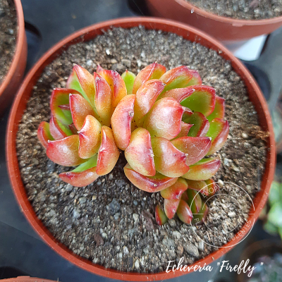 Echeveria 