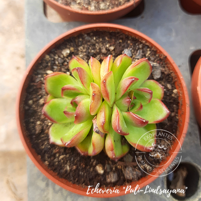 Echeveria 