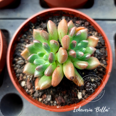 Echeveria 
