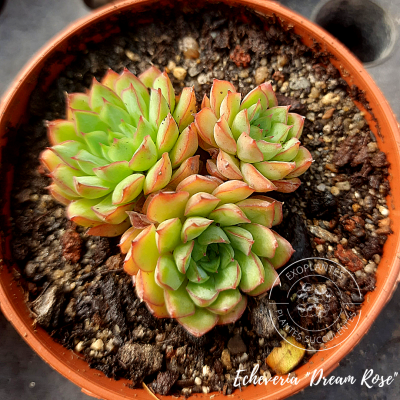 Echeveria 