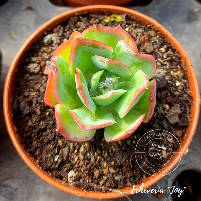 Echeveria 