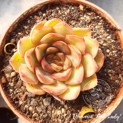 Echeveria 