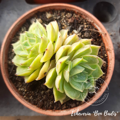Echeveria 