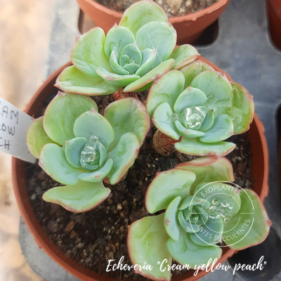 Echeveria 