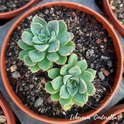 Echeveria 