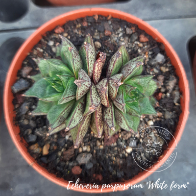 Echeveria purpusorum 
