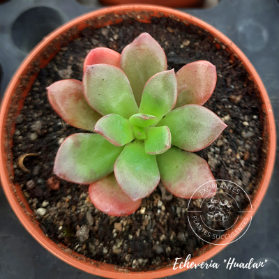 Echeveria 