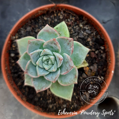 Echeveria 