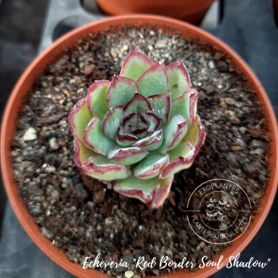 Echeveria 
