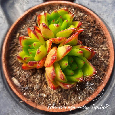 Echeveria agavoides 