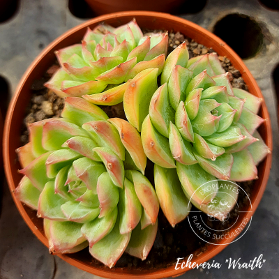Echeveria 
