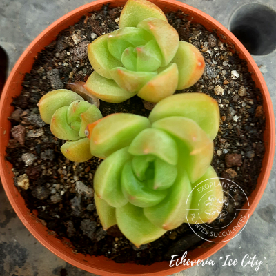 Echeveria 
