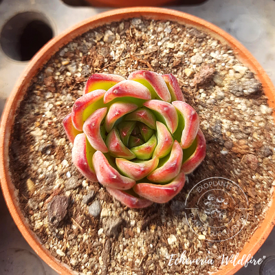 Echeveria 