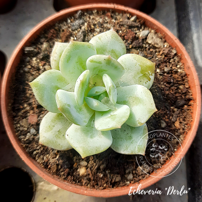 Echeveria 